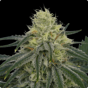 Mister White & Co FEMINIZADA