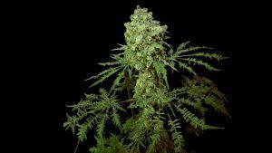 Alternative view of Friki Queen F4 REGULAR