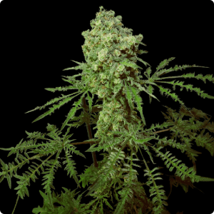 Friki Queen F4 REGULAR