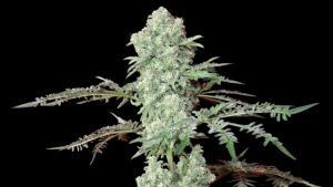 Alternative view of Friki And Roses Bx2 REGULAR