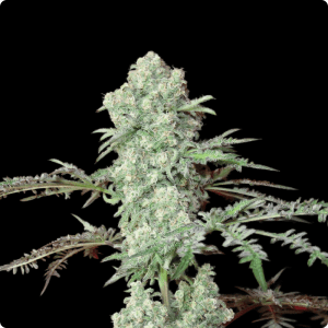 Friki And Roses Bx2 REGULAR