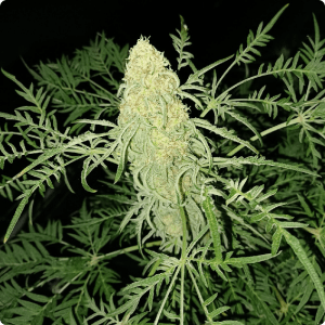Frikitanol Bx3 REGULAR