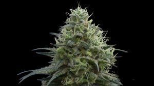 Alternative view of Zokas Sapphire FEMINIZADA