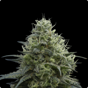 Zokas Sapphire FEMINIZADA