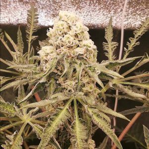 Friki Leyend Bx4 REGULAR