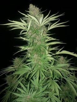 Aurora Cerebral F1