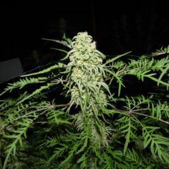 Friki Frost Bx6
