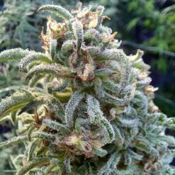 Alternative view of Friki Frost Bx6