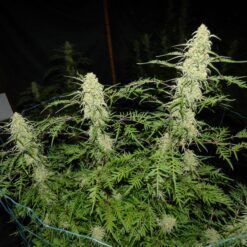 Friki Frost Bx6 - Imagen 3